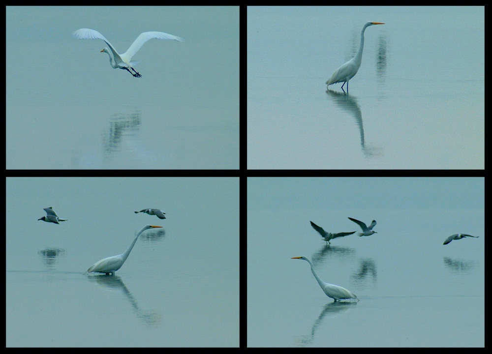 (05) egret montage.jpg   (1000x720)   201 Kb                                    Click to display next picture